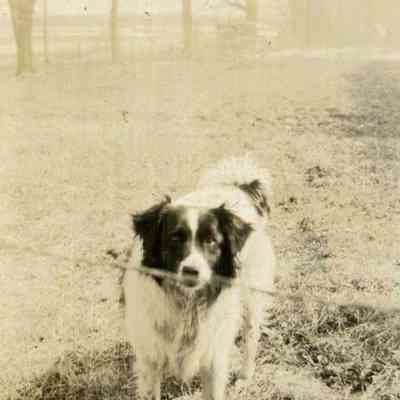 A photo of Sylvester's dog.