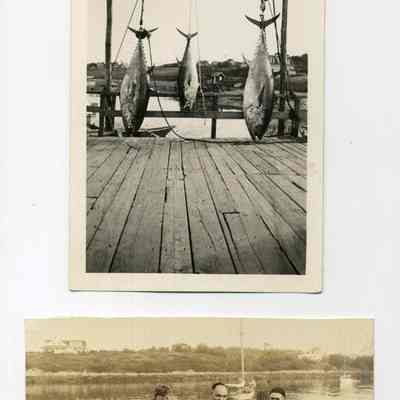 Freshly Caught Tuna at Bailey Island