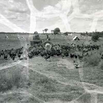 A photo of chickens at Coleman Farms.