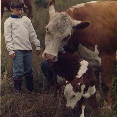 A photo view of a little boy watching cows. 7/26/1988.