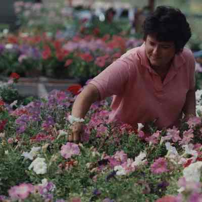 A photo view of a lady working in a flower bed. 8/17/1989.