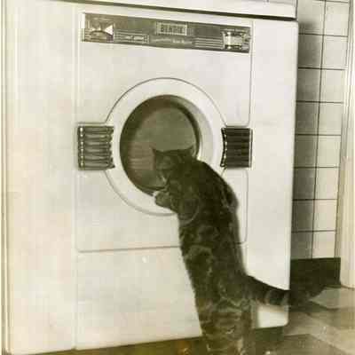 Harry Shulman's Cat