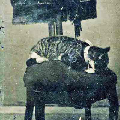 Cat on a chair