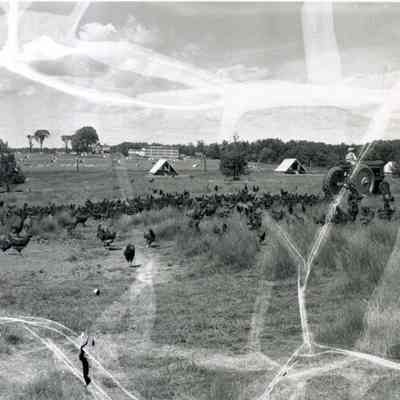 A photo of chickens at Coleman Farms.