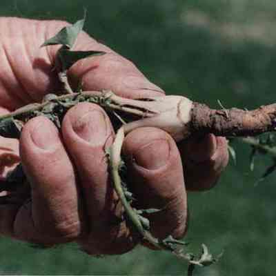 A photo view of a dandelion plant. 5/11/1990.