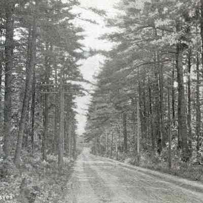 Bowdoin Pines