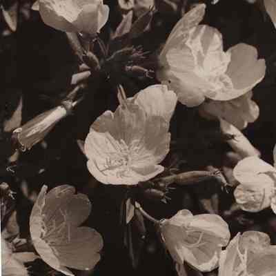 Clayton flowers