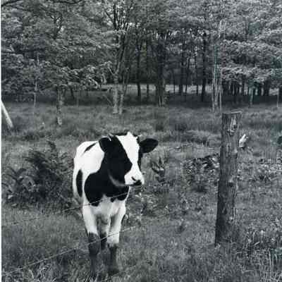 A calf on Doughty Road.