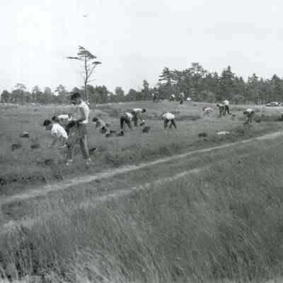 A photo of some blueberry pickers.