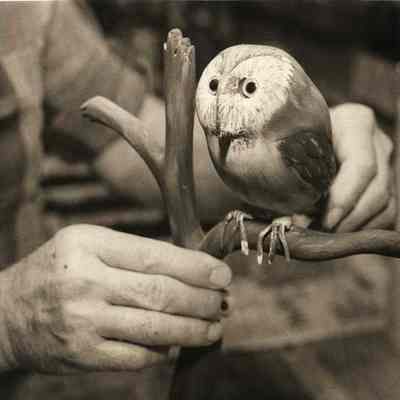 Berquist owl