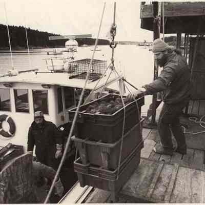 A photo view of Dave Suffin unloading sea urchins. 1/14/1992.