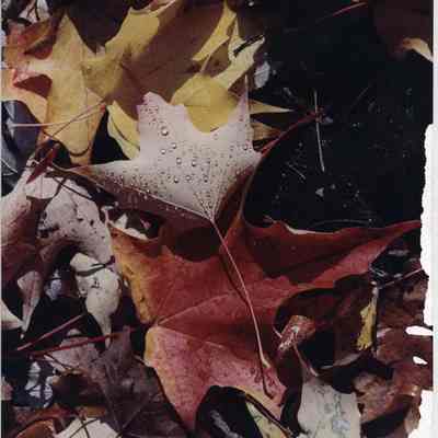 A photo view of fall leaves. 10/13/1989.