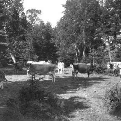 Cows on Mere Point Road