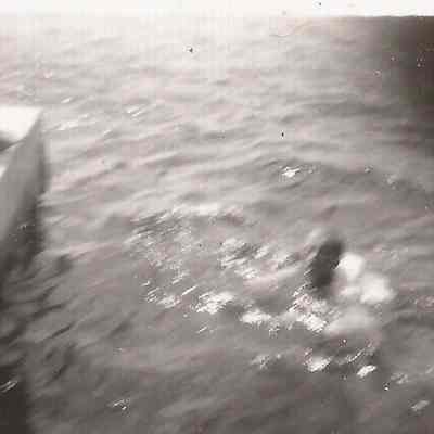 Dog Swimming in the Androscoggin River