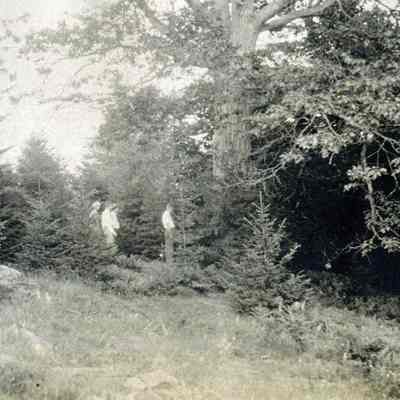 Men Looking at Christmas Trees