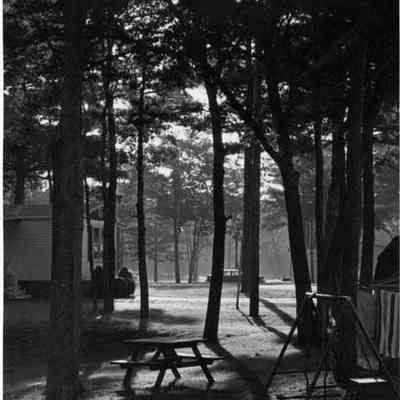 More trees at Linnhaven