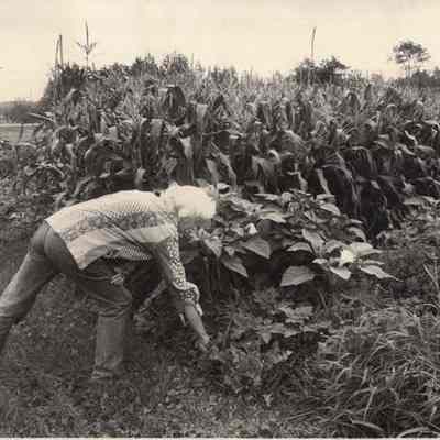 A photo view of a woman working in her garden. 8/24/1992.