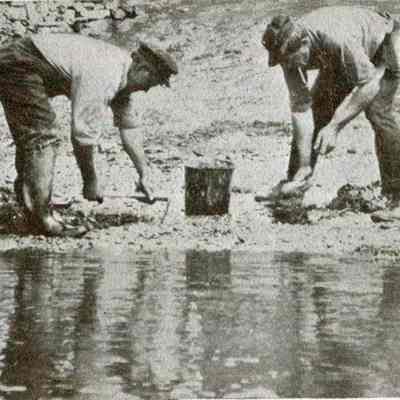 Digging Clams