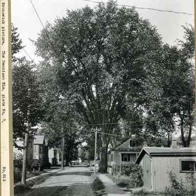 Dennison Elm