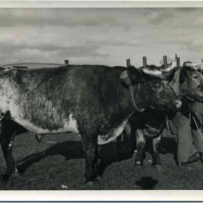 Topsham Fair, oxen judging 1940s