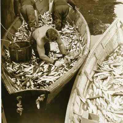 Two Boat Loads of Mackerel