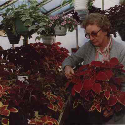 A photo view of a woman looking at plants in a greenhouse. 1/12/1988