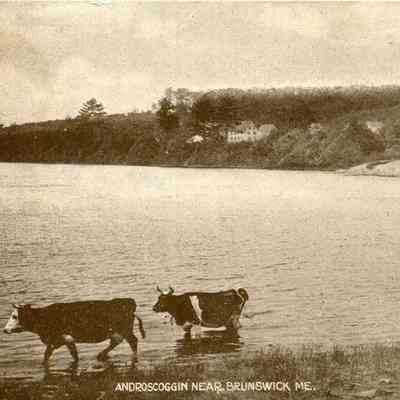 Cows, Androscoggin River