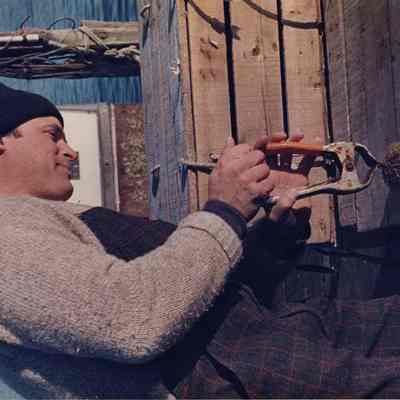 A photo view of a fisherman removing the edible portion of a sea urchin. 11/18/1988.