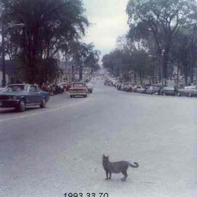A photo of a cat in the street. 9/15/1973.