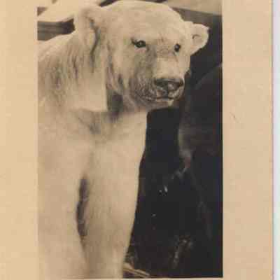 Stuffed Bowdoin Polar Bear in Morrell Gym