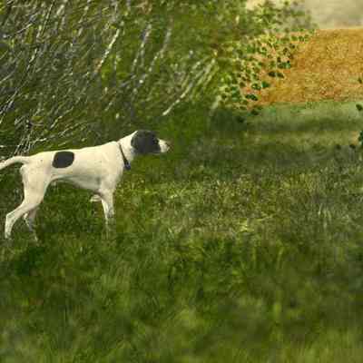 "Pointer"