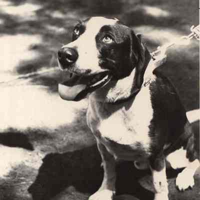 A photo view of a sitting dog. 9/10/1992.