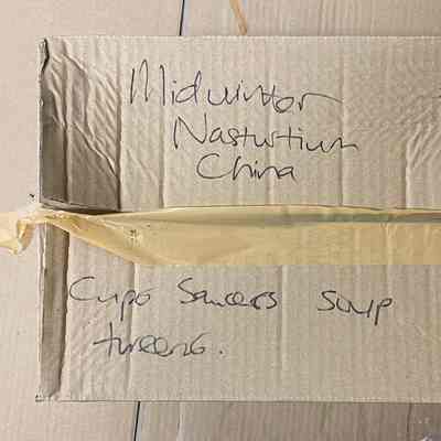 Nasturtium / Mid-winter china (1 box of 2)