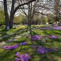          Photo of town cemetery in Dennysville, Maine; Ground phlox blankets the ground in this view of the town cemetery taken on Memorial Day, 2022.
   