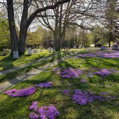 Photo of town cemetery in Dennysville, Maine: Ground phlox blankets the ground in this view of the town cemetery taken on Memorial Day, 2022.