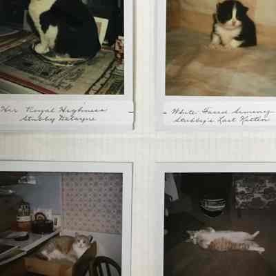 Rebecca's Hobart's Cats