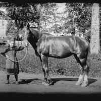          Grace Allan holding a big horse; Grace Allan, daughter of the owners of the Riverside Hotel, John K. and Emma Allan, was a noted horse-handler, and would frequently be sent to retrieve guests from the Dennysville Station.
   