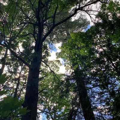 State Seals Pines in Edmunds, Maine, on the banks of the Dennys River: Photograph by the Dennys River Historical Society in 2022.