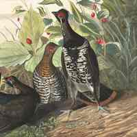          John James Audubon, Spotted Grouse, 1832, Dennysville, Maine; Detail of Audubon's print of the Spotted, or Canada Grouse, which he collected and painted while staying as a guest of the Lincolns in Dennysville, Maine during the late summer of 1832.
   