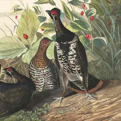 John James Audubon, Spotted Grouse, 1832, Dennysville, Maine: Detail of Audubon's print of the Spotted, or Canada Grouse, which he collected and painted while staying as a guest of the Lincolns in Dennysville, Maine during the late summer of 1832.