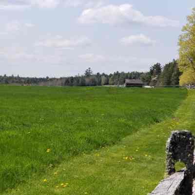 Lincoln Farm fields in Dennysville, Maine: Fields, fencing and cattle can be seen in this springtime view of the fields at the Lincoln Farm off U.S. Route 1 in Dennysville, Maine.
