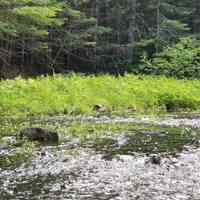 Venture Brook Flowing Into the Dennys River