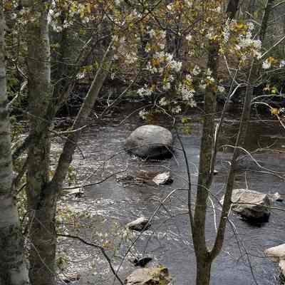 Audobon's Rock, Dennys River, Maine