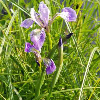 Wild Iris overlooking Robinson's Pond: Wild iris bloom along the shore in the month of June at Robinson's Cottages in Edmunds, Maine