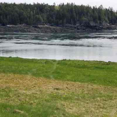 Ancient Wabanaki campsite at the Reversing Falls.: Shell heaps, stone tools, and other domestic remains attest to the presence of Indigenous people at sites here and around Cobscook Bay, The name "Cobscook" is derived from the word Kapskuk, which means "boiling water" in Passamaquoddy, and has endured to this day.