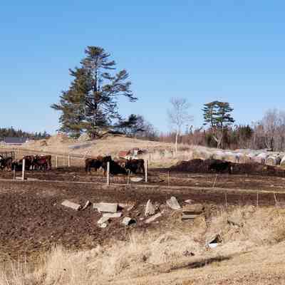Dairy cattle at the Bell family farm in Edmunds, Maine