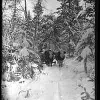 Oxen in Winter, Edmunds, Maine