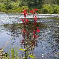          Cardinal Flowers stand on the bank below the Community Pool on the Dennys River in August; Photograph by the Dennys River Historical Society in 2018.
   