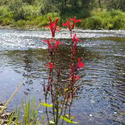 Cardinal Flowers stand on the bank below the Community Pool on the Dennys River in August: Photograph by the Dennys River Historical Society in 2018.