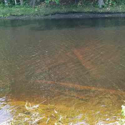 Sunken timbers in the Dennys River: Timbers lie on the bottom of the Dennys River above the site of the T.W. Allan mill on the Milwaukee Road.